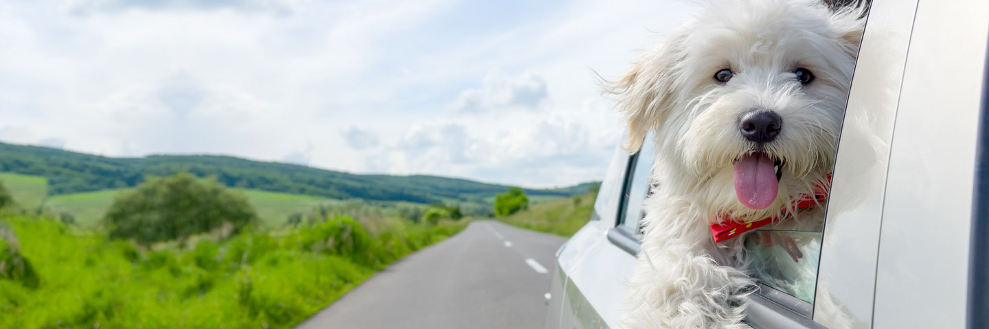 Weißer Hund schaut auf einer Landstrasse aus dem Fenster eines fahrenden Autos. 
