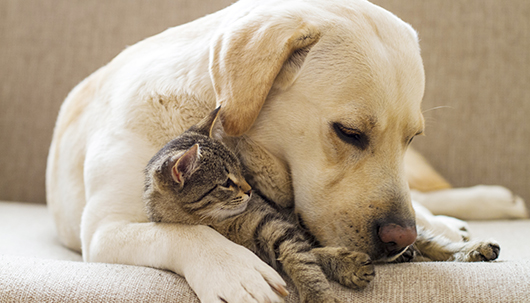 Quelle: iStock, @DenisZbukarev Labrador mit Katze auf Sofa – Deutsche Assistance