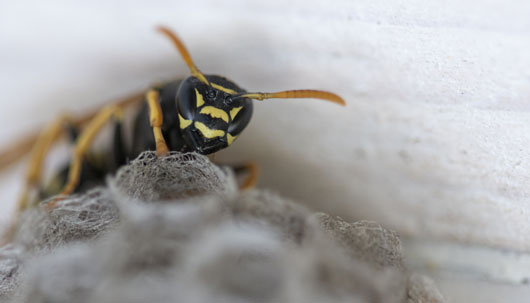 © Chepko, istock.com Wespe sitzt auf Wespennest – Deutsche Assistance